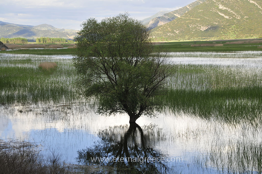 Lake-Stymphalia-www.eternalgreece.com-by-E-Cauchi-27